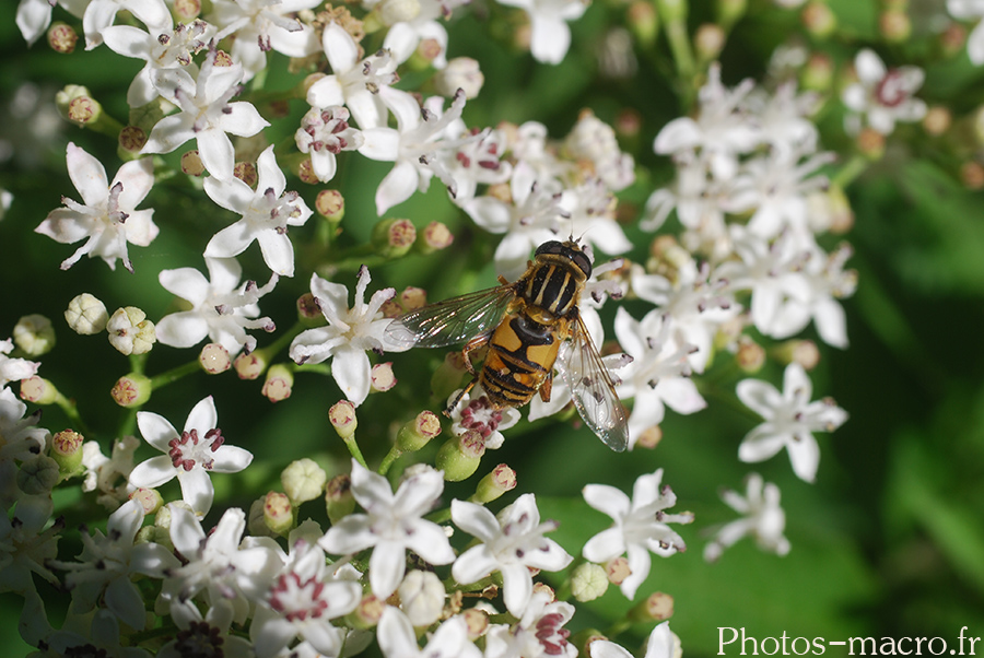 Helophilus pendulus